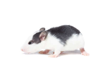 rat close-up isolated on white background, rat on new year and Christmasの写真素材