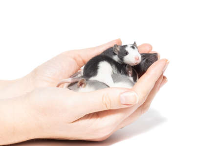 実験用マウスの写真 イラスト素材一覧 7 659件 ストックフォトのamanaimages Plus