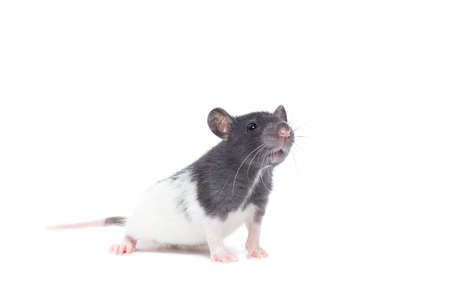 rat close-up isolated on white background, rat on new year and Christmasの写真素材