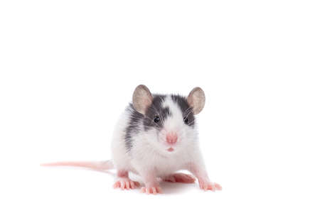 rat close-up isolated on white background, rat on new year and Christmasの写真素材