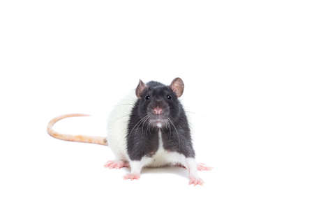 rat close-up isolated on white background, rat on new year and Christmasの写真素材