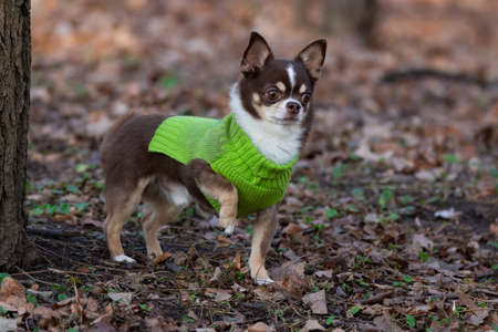 Chihuahua dog on the green grass in Parkの写真素材