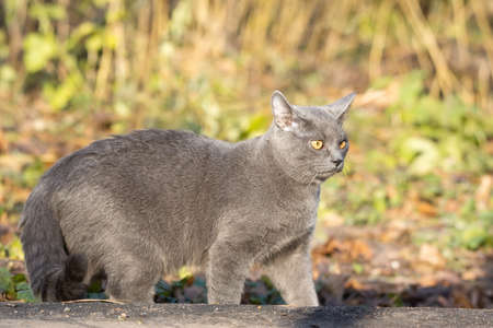 Beautiful Russian blue cat walks in the Park