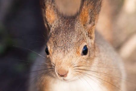 squirrel sitting on a branch in the Park