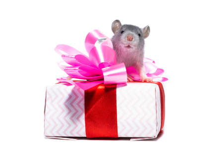Gray rat on gift box. Isolated on white background. beauty on a gift for new year and Christmasの写真素材