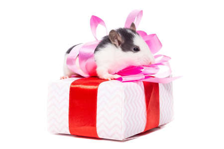 Gray rat on gift box. Isolated on white background. beauty on a gift for new year and Christmasの写真素材