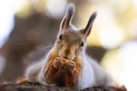 Squirrel sitting on a tree with a nutの写真素材