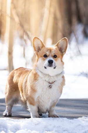welsh corgi dog pembroke in winter in the snow, winter photo welsh corgiの写真素材
