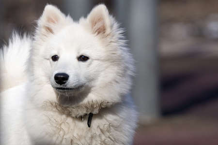 White Samoyed Puppy Dog Outdoor In Park.の写真素材