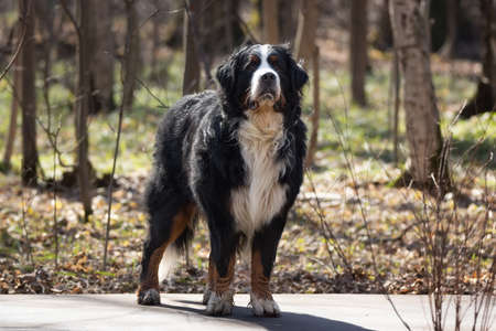 Purebred adult dog outdoors in the nature on a sunny day during late spring and early summer.