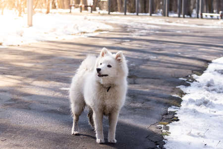 White Samoyed Puppy Dog Outdoor In Park.の写真素材