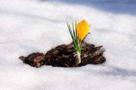 Spring primroses. Blooming crocuses in a green meadow. Crocuses as a symbol of spring. Flowering...
