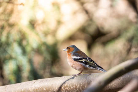 The common chaffinch (Fringilla coelebs) is a common and widespread small passerine bird in the finch familyの写真素材
