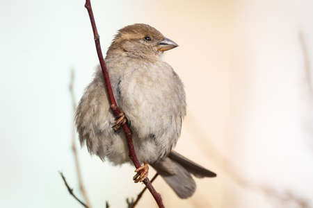 Close-up of beautiful brown sparrow perched on blooming tree twig. Wildlife, bird in early spring, outdoors, passeridaeの写真素材