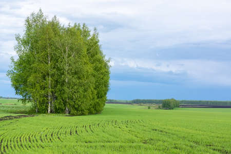 Green birch forest behind a field of grass against a blue sky. Open spaces of nature.の写真素材