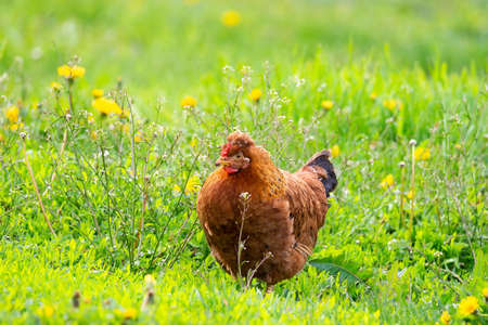 chicken in grass on a farm. Orange chicken hen that is out for a walk on the grassの写真素材