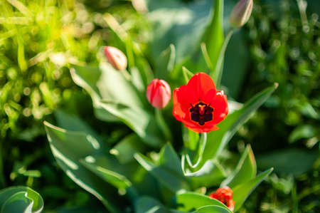 Close up flowers background. Amazing view of colorful red tulips flowering in the garden with green...