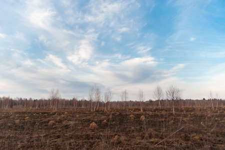 Birch forest in a meadow, meadows with a blue clear sky, a field without a cropの写真素材