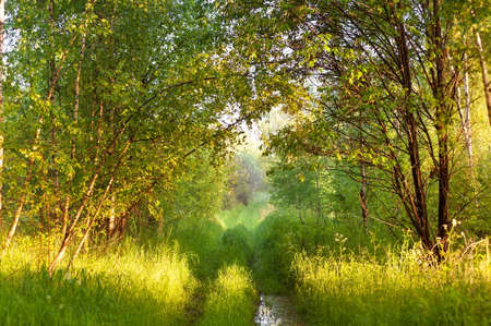 Beautiful synny day in the forest. Birch trees among the path.の写真素材