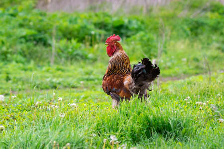 Beautiful young bright red cock on green farm grassの写真素材