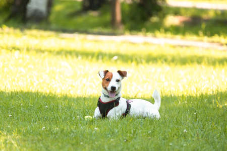 Jack Russell terrier dog in the park on grass meadowの写真素材