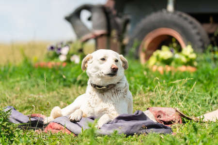 Big stray dog resting on grass. Homeless pooch near tree outdoors.