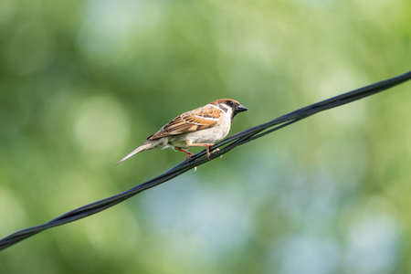 Close-up of beautiful brown sparrow perched on blooming tree twig. Wildlife, bird in early spring,...