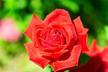Red tea rose. Beautiful red rose blooms in the garden. The season of flowering roses. Red Roseの写真素材