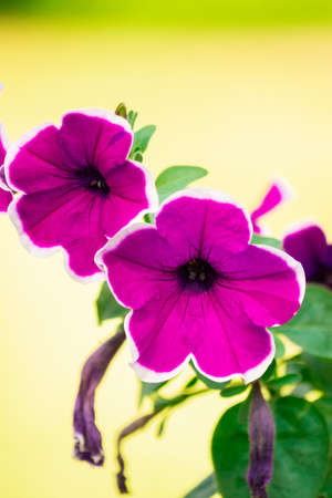 Petunia ,Petunias in the tray,Petunia in the pot, purple petunia