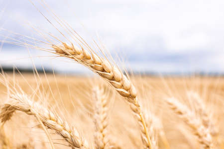 Wheat field. Ears of golden wheat close up. Beautiful Nature Sunset Landscape. Rural Scenery under Shining Sunlight. Background of ripening ears of meadow wheat field. Rich harvest conceptの写真素材