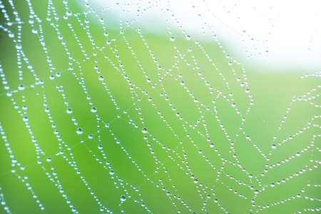 Cobweb or spiderweb natural rain pattern background close-up. Cobweb with drops of rain pattern in blue light. Cobweb net texture with morning rain bokeh. Partial blur view lines spider web necklaceの写真素材
