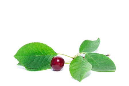 Cherry with leaves isolated on a white background.