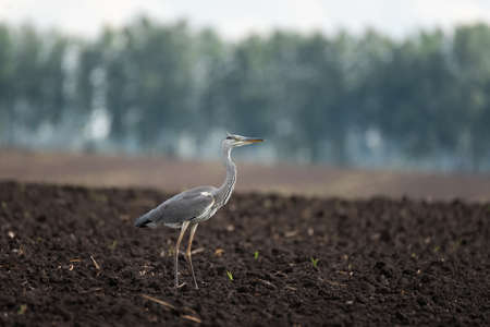 Gray heron (Ardea cinerea) feeding in field on worms and looking for foodの写真素材