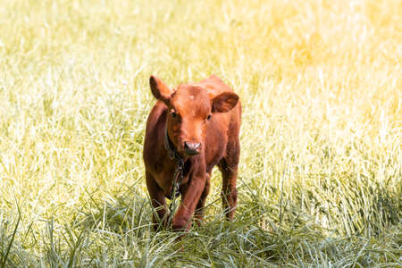 Red angus heifer portrait picture blue sky backgroundの写真素材