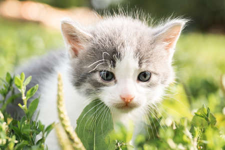 Little cute fluffy gray kitten in green grass on a summer day. Portrait of a kitten in nature.の写真素材