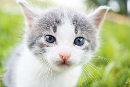 Little cute fluffy gray kitten in green grass on a summer day. Portrait of a kitten in nature.の写真素材