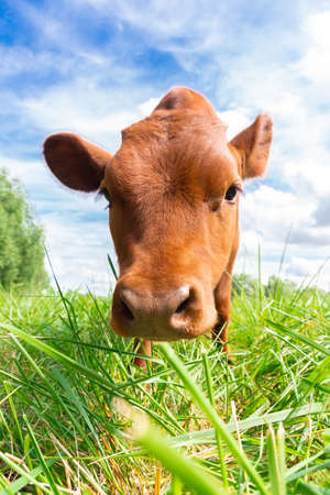 Red angus heifer portrait picture blue sky backgroundの写真素材