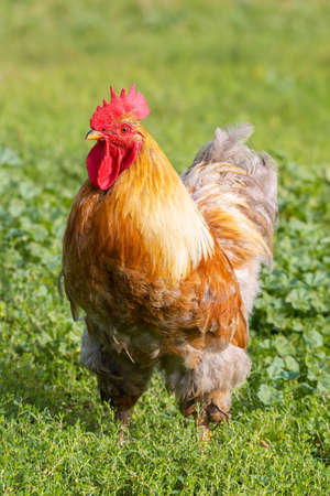 Beautiful young bright red cock on green farm grass