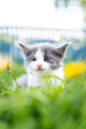 Little cute fluffy gray kitten in green grass on a summer day. Portrait of a kitten in nature.