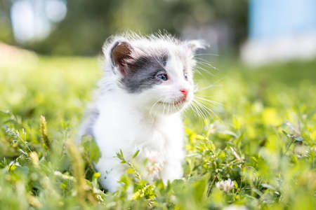 Little cute fluffy gray kitten in green grass on a summer day. Portrait of a kitten in nature.