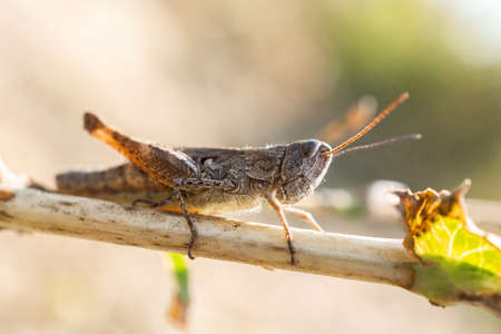 Beautiful grasshopper on the grass on a blurred background. Grasshopper macro view. Grasshopper profile. Meadow grasshopperの写真素材