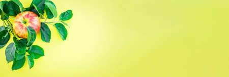 fresh ripe apples on a yellow background. Photo banner, space for text