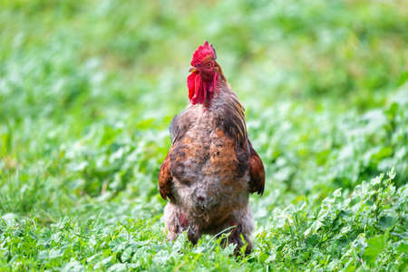 Beautiful young bright red cock on green farm grassの写真素材