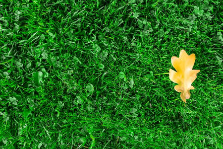 Yellow oak leaf on green grass. Yellow oak leaf lies on green grass in the autumn time of year. Background of green grass and oak leaf.の写真素材