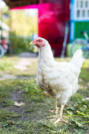 chicken in grass on a farm. white chicken hen that is out for a walk on the grassの写真素材
