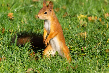 A red fluffy squirrel stands on its hind legs on the green juicy young grass with yellow autumn leaves and looks to the side in sunny light weather, close-up. Wild animal portraitの写真素材
