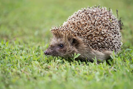 Hedgehog (Scientific name: Erinaceus Europaeus) close up of a wild, native, European hedgehog, facing right in natural garden habitat on green grass lawn. Horizontal. Space for copy.の写真素材