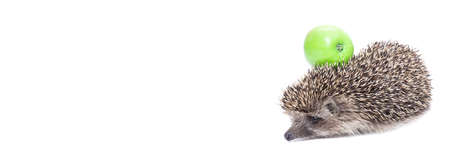 Hedgehog with apple isolated on white background. Macro, close-upの写真素材