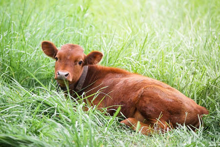 red a young calf is lying on the green grassの写真素材