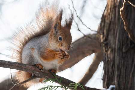 Cute funny bushy tailed eurasian red squirrel sitting on a tree branch in the winter snowの写真素材